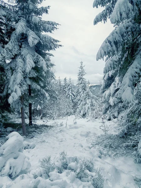 Floresta Inverno Neve — Fotografia de Stock