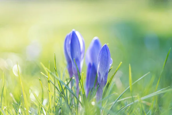 Crochi Primaverili Una Giornata Sole — Foto Stock