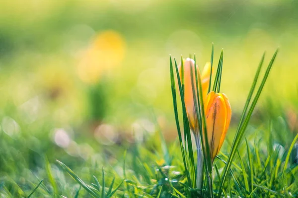 Crochi Primaverili Una Giornata Sole — Foto Stock