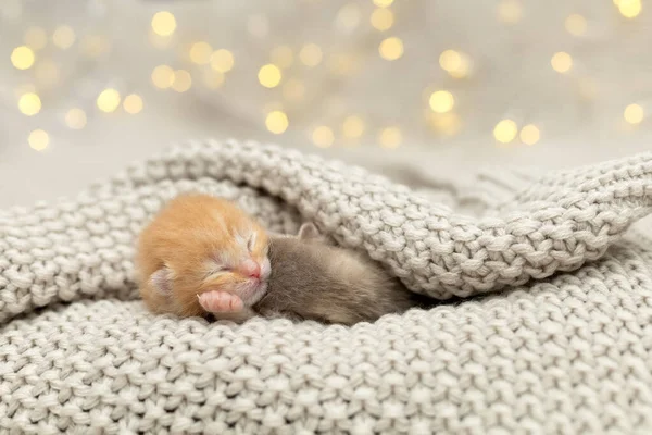 Cute Newborn Kittens Sleeping Together — Stock Photo, Image