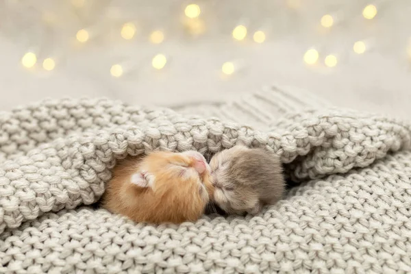 可爱的新生猫咪睡在一起 — 图库照片