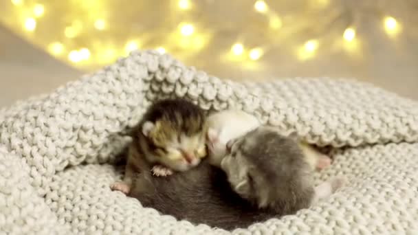 Carino Neonato Gattini Dormire Insieme — Video Stock