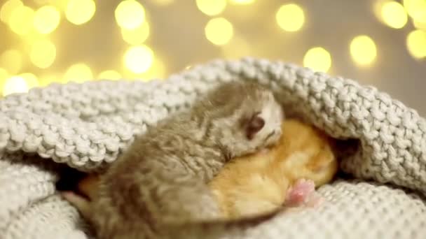 Милые Новорожденные Котята Спят Вместе — стоковое видео