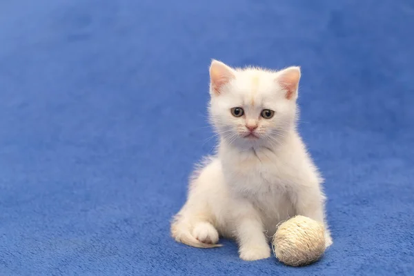 Белый Котёнок Играет Мячом — стоковое фото
