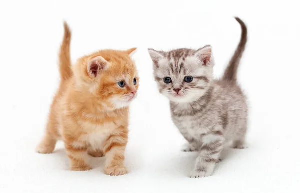 Little British Kittens Play Together — Stock Photo, Image