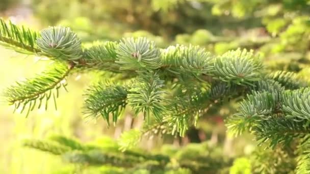 Spruce Ramo Close Raios Sol — Vídeo de Stock