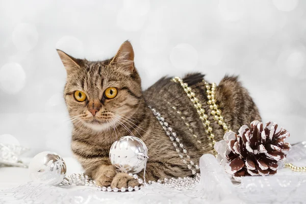 Gato europeu com decorações de Natal — Fotografia de Stock