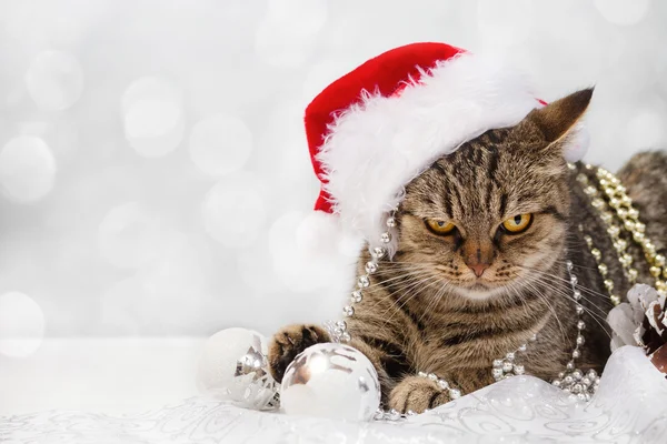 Chat européen avec décorations de Noël — Photo