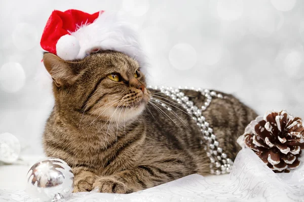 Gato europeu com decorações de Natal — Fotografia de Stock