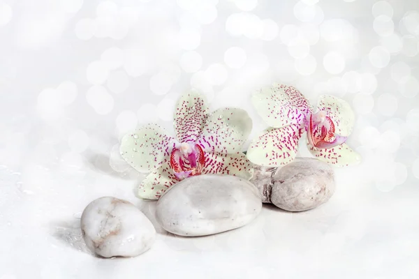 Orchid and zen Stones on a white background — Stock Photo, Image