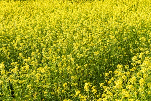 Sfondo del campo di colza in fiore — Foto Stock