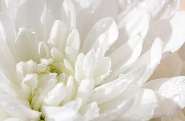Des gouttes de rosée sur les pétales de chrysanthèmes blancs. Petite profondeur — Photo