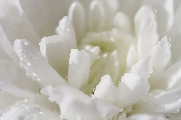 Tautropfen auf den Blütenblättern weißer Chrysanthemen. geringe Tiefe — Stockfoto