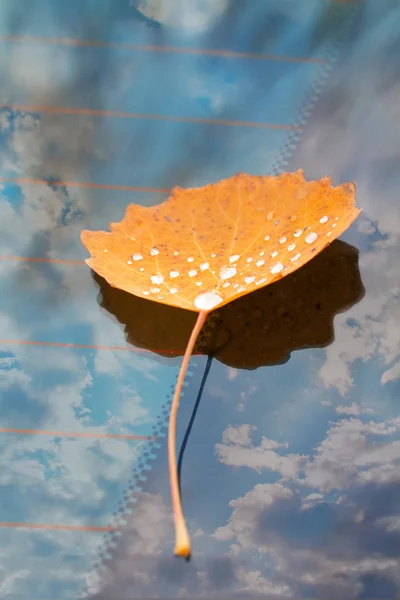 Feuille d'automne sur un pare-brise de voiture — Photo