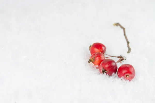 Райские яблоки на снежном фоне — стоковое фото