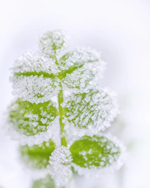 Мороз на зеленых листьях крупным планом — стоковое фото