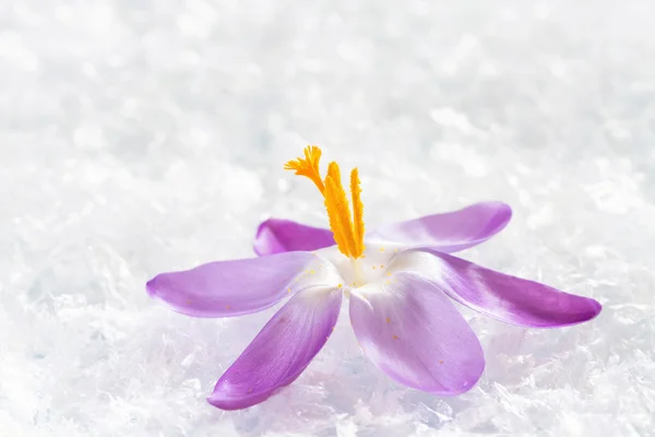 Krokus blommor i snön — Stockfoto