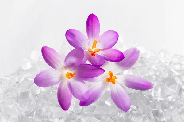 Crocus flowers in the snow — Stock Photo, Image