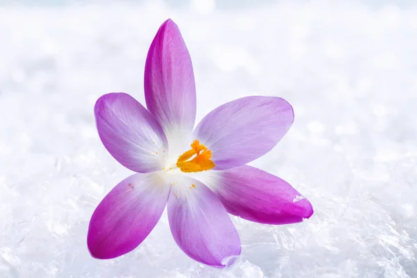 Krokus kwiaty w śniegu — Zdjęcie stockowe