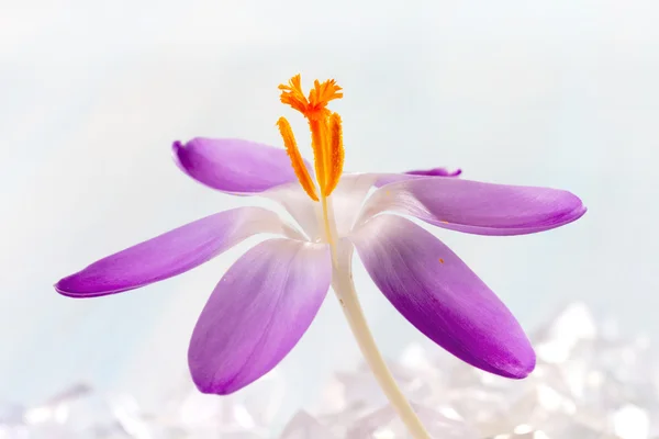 Crocus flowers in the snow — Stock Photo, Image