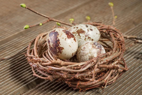 Kwartel eieren in het nest-closeup — Stockfoto