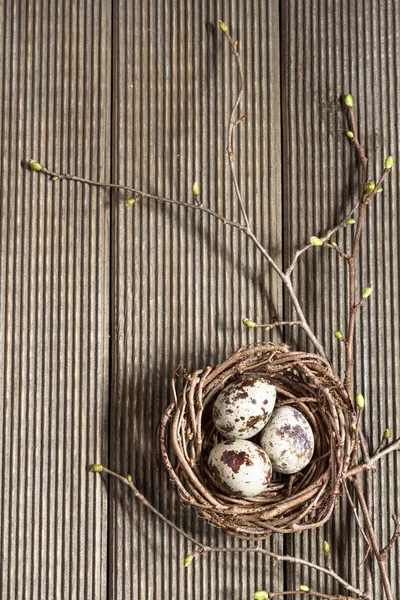 Kwartel eieren in het nest-closeup — Stockfoto