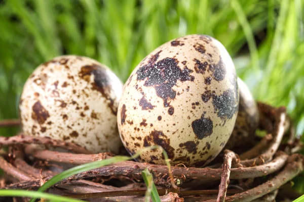 Kwartel eieren in het nest-closeup — Stockfoto