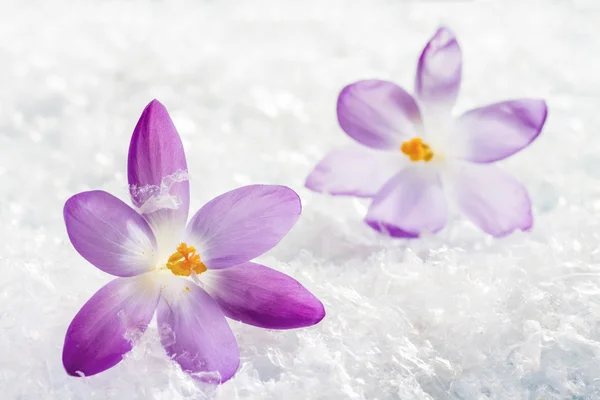 Κρόκους λουλούδια στο χιόνι — Φωτογραφία Αρχείου