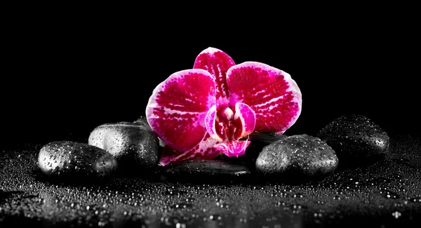 Flor de orquídea com pedras zen no fundo preto — Fotografia de Stock