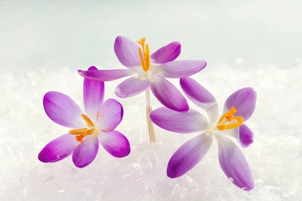 Fleurs de crocus dans la neige — Photo