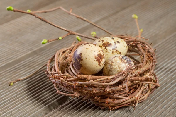 Jaja przepiórcze w gniazdo zbliżenie — Zdjęcie stockowe