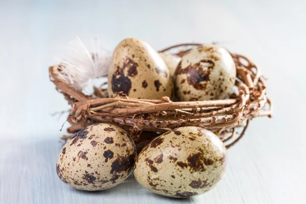 Jaja przepiórcze w gniazdo zbliżenie — Zdjęcie stockowe