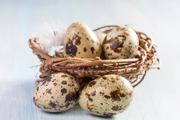 Kwartel eieren in het nest-closeup — Stockfoto