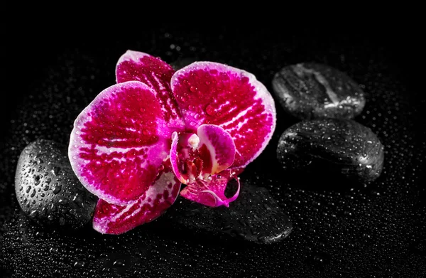 Orchideenblume mit Zen-Steinen auf schwarzem Hintergrund — Stockfoto