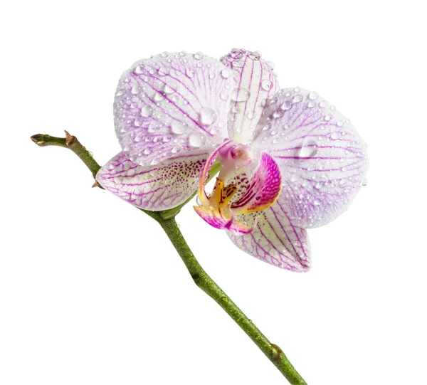 Orquídea rosa aislada sobre un fondo blanco —  Fotos de Stock