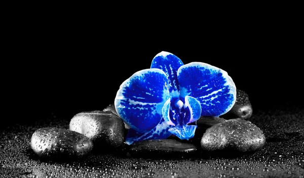 Orchidées bleues et pierres zen sur fond noir — Photo