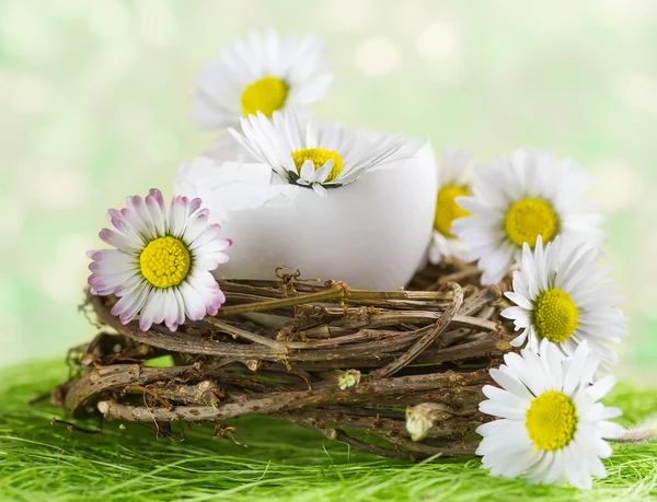 Bouquet of daisies in an eggshell. Shallow depth of field. — Stock Photo, Image