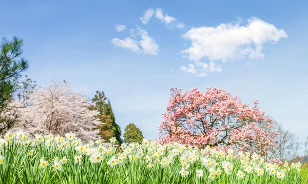 Wiosnę krajobraz z Narcyza. — Zdjęcie stockowe