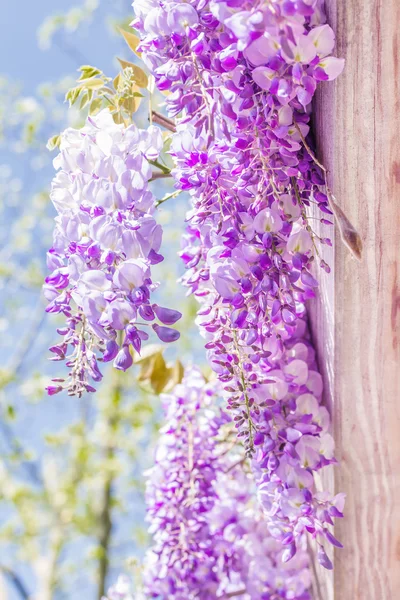 Spring season. Japanese wisteria flowers. — Stock Photo, Image