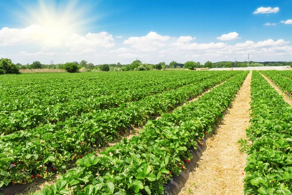 Plantacja truskawek w słoneczny dzień — Zdjęcie stockowe