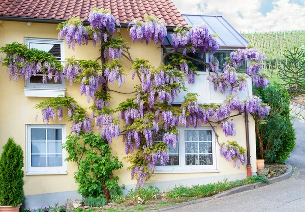Деревенский дом с цветущей вистерией . — стоковое фото