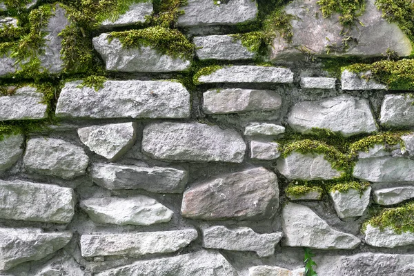 Текстура кам'яної стіни, вирощеної плющем . — стокове фото