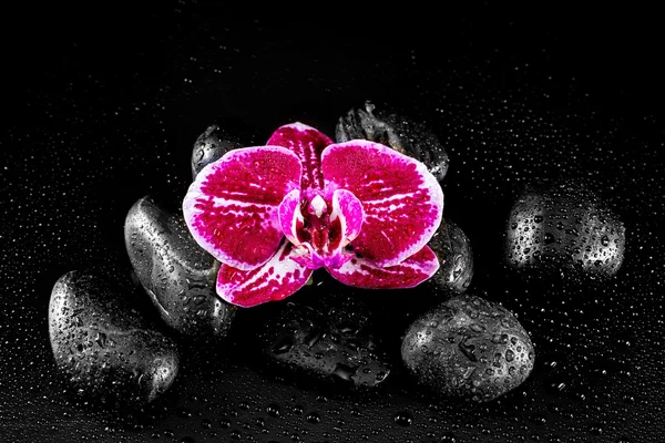 Orquídea roxa com pedras zen e gotas de água em um backgro preto — Fotografia de Stock