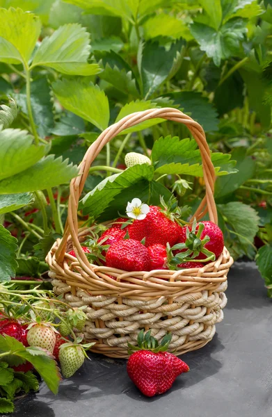 Fraises mûres dans un panier sur le terrain — Photo