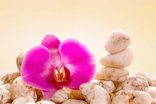 Fialové orchideje s bílými oblázky na žlutém podkladu — Stock fotografie