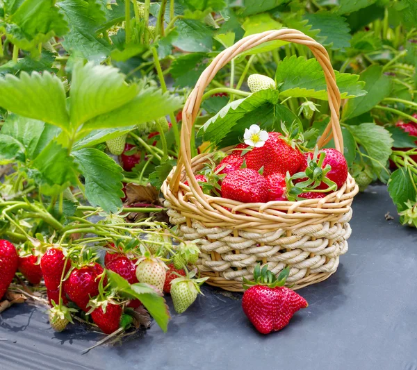 Zralé jahody v košíku na hřišti — Stock fotografie
