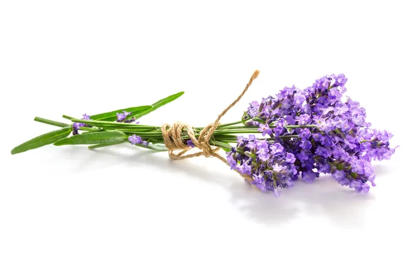 Lavanda monte isolado no fundo branco — Fotografia de Stock