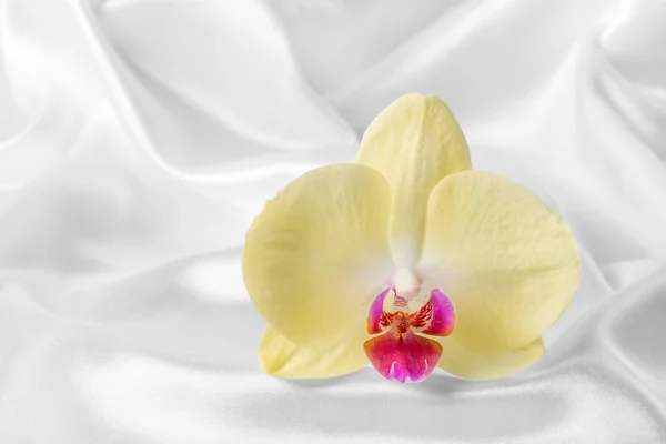 Orquídea amarilla sobre un delicado fondo de seda — Foto de Stock