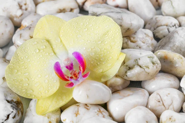 Yellow orchid on pebbles background. — Stock Photo, Image