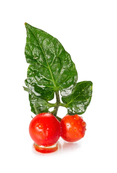 Dois tomates cereja com folhas e gotas de orvalho . — Fotografia de Stock